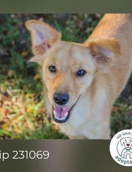 Chip 231069: Hundekind sucht ein Zuhause - Kirchzell