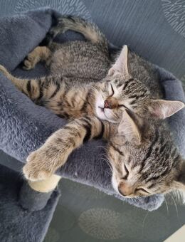 2 Katers abzugeben - Schlotheim Zentrum