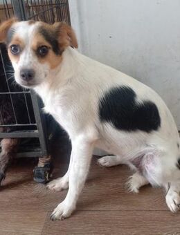 MUFFIN - offen, freundlich, sozial - Weilheim (Oberbayern)