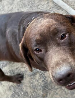 Perle ist eine Labrador Retriever Hündin mit langer Ahnentafel - Bandenitz