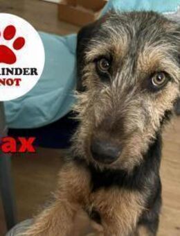 junger Terrier Max sucht eine Familie - Margetshöchheim
