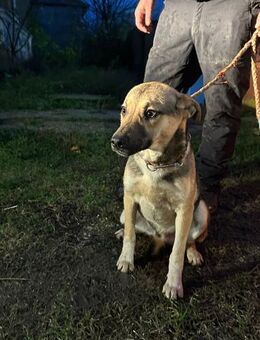 Herzenshund Neo sucht Familie - Greiz