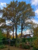 Gesucht wird ein Baumkletterer in 27801