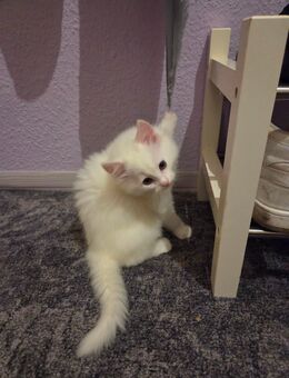 3 Babykatzen 12 Wochen Alt - Berlin