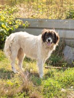 Banshee - Seniorin sucht Knuddelpartner - München
