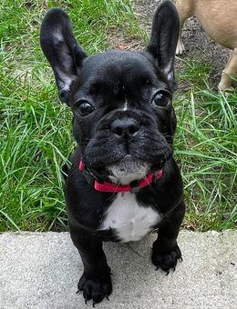 Französische Bulldogge Welpe - Schlangen