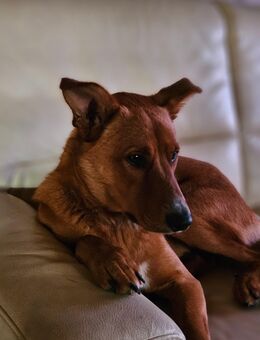 Schäferhund Mischling - Weeze