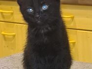 Maine Coon Mix Kitten - Düren
