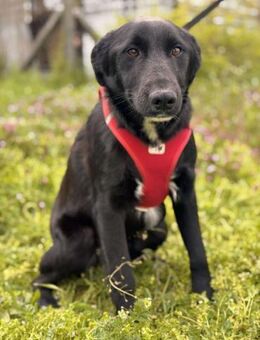 Nicko ein lieber Kerl auf der Suche - Berlin