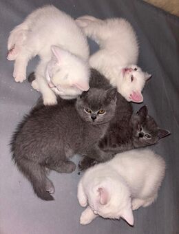 Bkh kitten - Düsseldorf