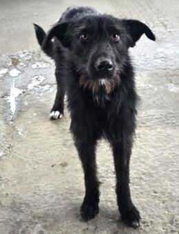 Maddy ❤️ liebes soziales Hundemädchen - Velbert