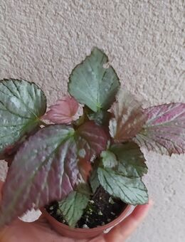 Begonia two face - Eschbach (Landkreis Südliche Weinstraße)