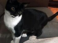 Hela - Kleine Kittendame - Bad Camberg