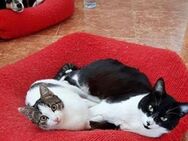 Tommy & Mia - Traumpaar sucht Happy End - Bad Camberg