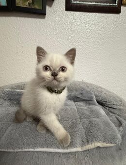 Bkh kitten abgabebereit - Aachen
