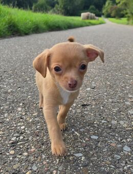 Mini Mäuse Abgabebereit - Östringen