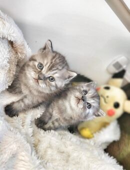 BKH Britisch Kitten / Baby Kätzchen - Berlin