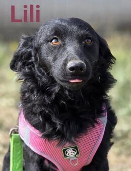 Lilli - kleine Herzensbrecherin - Linden (Hessen)