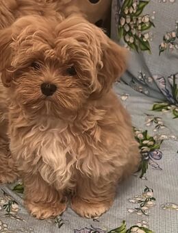 Maltipoo F1 noch ein Junge frei - Rostock