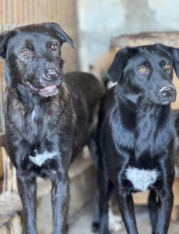 Nigel - Der Strahlende 🐾 - Elsdorf (Nordrhein-Westfalen)