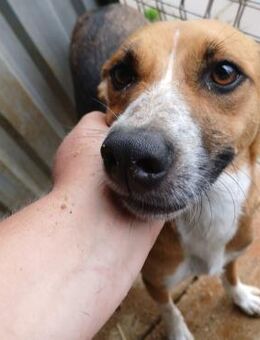 🌼 Charmanter Camomile 🌼 - Eislingen (Fils)