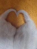 Heilige birma Kitten in 94336