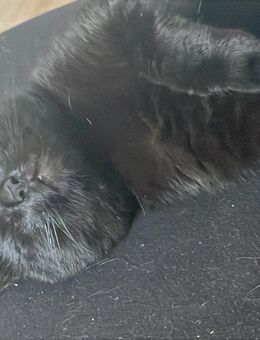 3 Katzen abzugeben in liebevollenhände - Küstriner Vorland