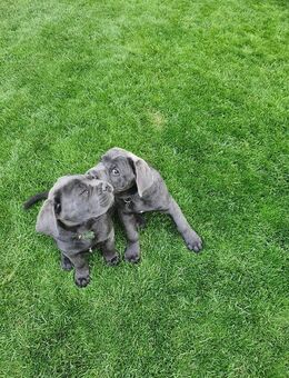 Cane corso Welpen - Köln