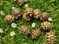 Landschildkröten, Schildkröte - Mähring