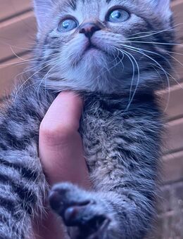 Main Coon Mix babykatzen - Wächtersbach