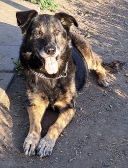 Balu sucht eine 2. Chance - Weilheim (Oberbayern)