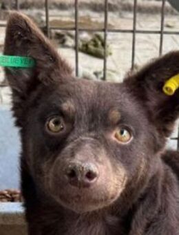 SCHOKI-rehbraune, hübsche Hündin,42 cm - Rösrath