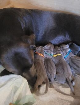 Wunderschöne Labrador Welpen in silber und charcoal mit Papieren - Lahnau