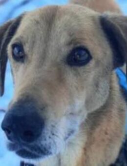 Vizsla-Mix-Rüde Bongo: schmusig und klug - Hamburg