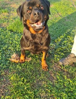 TIALA 💚💚💚anhänglich und liebenswert - Herxheim (Landau)