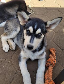 Husky Mix Welpen - Vechta