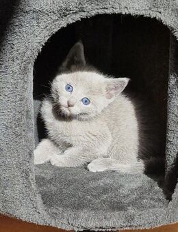 Russisch Blau Reinrassige Kitten - Paderborn