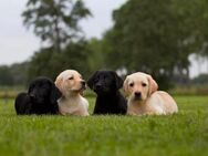 Wunderschöne Labrador Welpen - Schwalmstadt