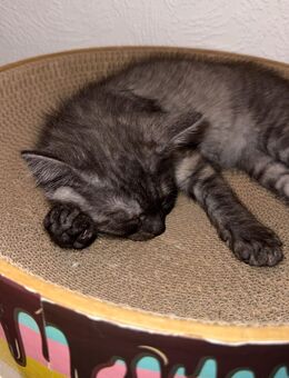 Britisch Kurzhaar Mix Kitten – liebevolles Zuhause gesucht 🐾 - Kranenburg (Nordrhein-Westfalen)