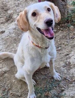 Stasha - treue & liebevolle Hündin - Berlin