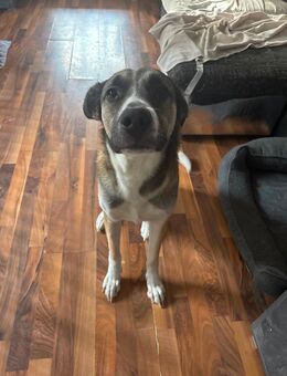 Mischling abzugeben - Vilshofen (Donau) Zentrum