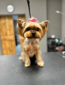 Reinrassige Yorkshire Terrier Hündin in 04158