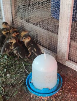 Stockenten, Wildenten abzugeben - Talkau