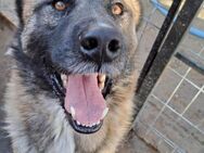 Ares - sooo freundlich - Dreikirchen