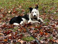 Hund zuverkaufen - Gera