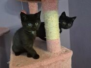 Süße BLH Mix Kitten, Katzenbabys, Kitten - Schleusegrund