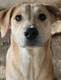 Honolulu, geb. ca. 07/2023, Griechenland - Euskirchen