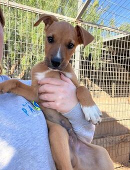 Toffee - Lorsch (Karolingerstadt)