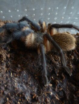 0.1 Monocentropus balfouri adult - Köln