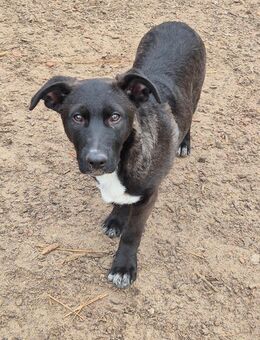 Luna und Daisy , zwei ca 40-45 cm groß werdende Hündinnen von 4,5Monaten - Hohe Börde